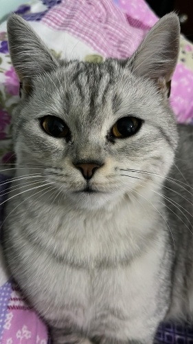 british shorthair kızımıza güvenilir yuva ariyoruz fotoğraf