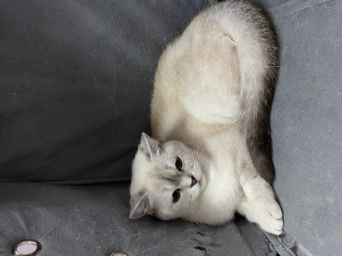 1,5 yaşında dişi kedimizi sahiplendiriyoruz fotoğraf