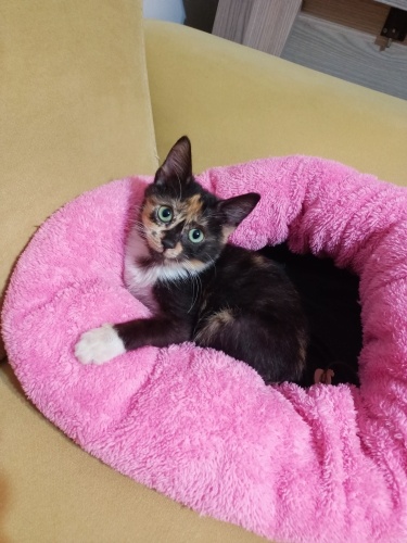 Tortis kedi yuva arıyor fotoğraf