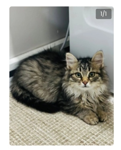 Ücretsiz Norveç Orman Kedisi Yavrusu fotoğraf