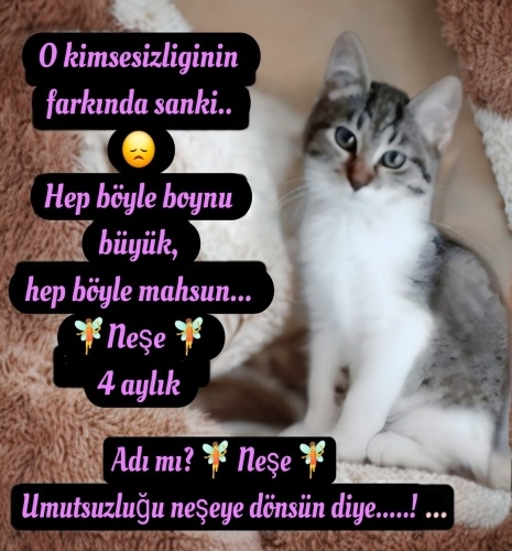 O hep mahsun, kimsesizligini biliyor gibi😞 fotoğraf