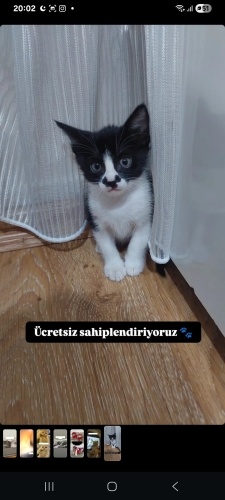 minik yavrumuza yuva olmak ister misiniz fotoğraf