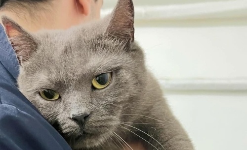 SAHİBİ ÖLDÜ ‼️BRİTİSH SORTHAİR KISIR ‼️ fotoğraf