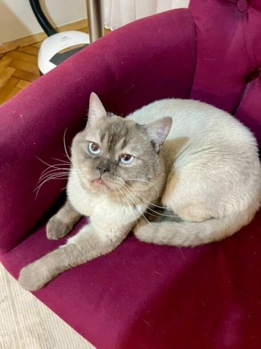 ACİİLL ‼️BRİTİSH SORTHAİR BLUE POİNT fotoğraf