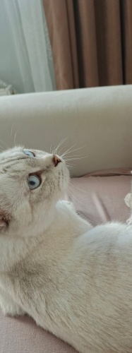 Scotish fold çok uysal kedi yuva arıyor fotoğraf