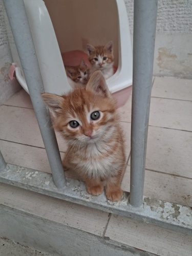Sarman yavruları sokaktan kurtarmak adına ömürlük yuvalar arıyoruz fotoğraf