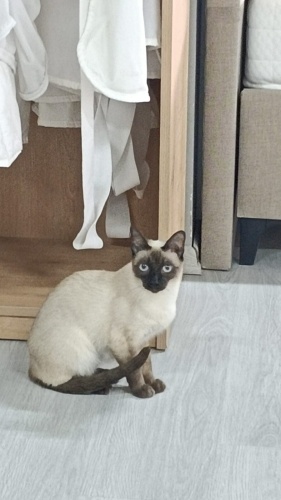 Bursa siyam kedisi fotoğraf