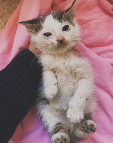 Minik kıza ömürlük yuva arıyoruz fotoğraf