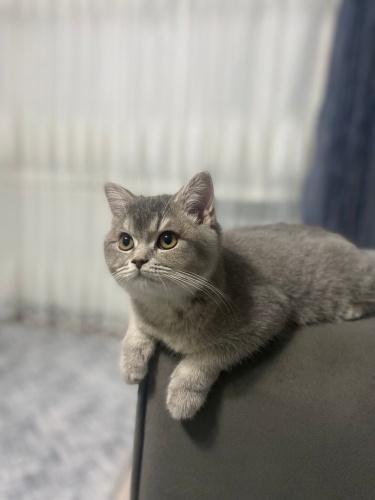 AŞILI KARNELİ 8-9 AYLIK BRİTİSH SORTHAİR fotoğraf