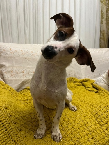 Yavru köpeğimi ücretsiz sahiplendirmek istiyorum fotoğraf