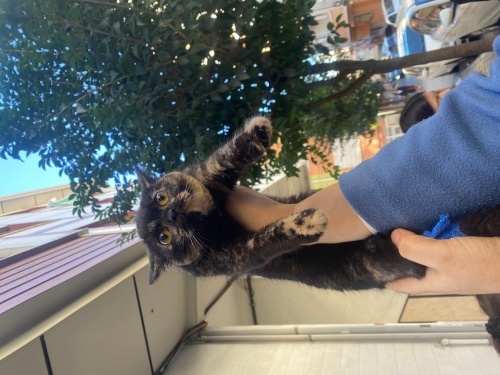 Kısırlaştırma şartı var fotoğraf