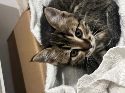 Yavru tekir kedi yuva arıyorum fotoğraf