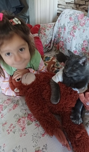 ACİİL‼️YAKLAŞIK 8 -9 AYLIK NORVEÇ- BRİTİSH MELEZİ fotoğraf