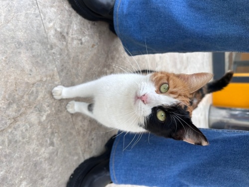 Kontes yuvasını arıyor (hamile) fotoğraf