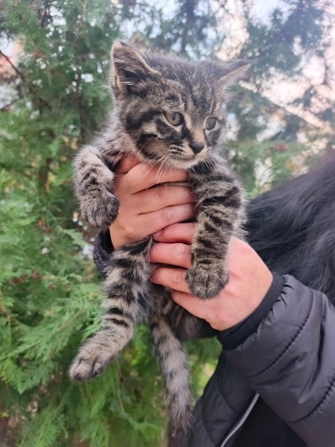 1 aylık minik yuva arıyor fotoğraf