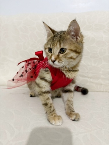 Güzeller güzeli kızın yuvası olur musunuz? fotoğraf