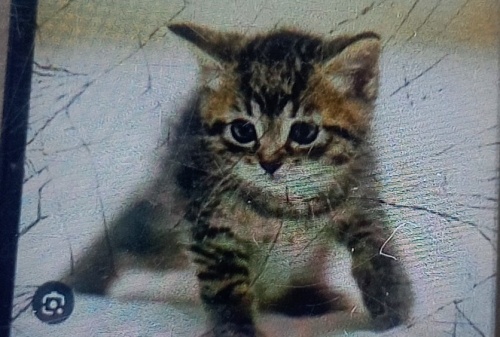 Sevimli Findi'ga ücretsiz yuva fotoğraf