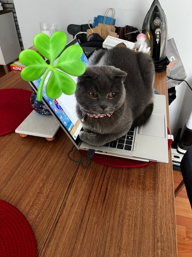 Ücretsiz sahiplendirme Minik topaç yuva arıyor fotoğraf