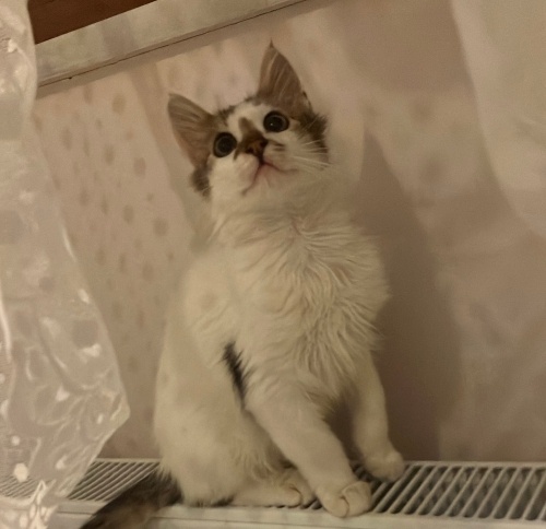 Çok oyuncu ve çok tatlı bir erkek kedi fotoğraf