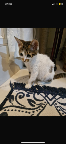 Tekir kedi yavru fotoğraf