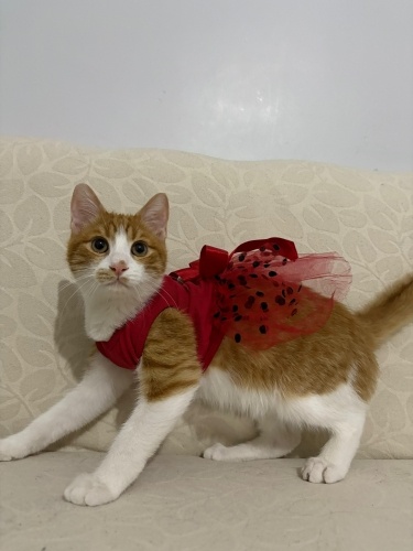 SOKAKTA YAPAMIYOR ACİLİNDEN YUVA ARIYORUZ fotoğraf