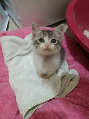 Bebek kedi yuva arıyor fotoğraf