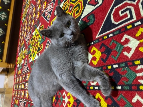 Güzeller güzeli prenses kalıcı ömürlük yuva arıyor fotoğraf