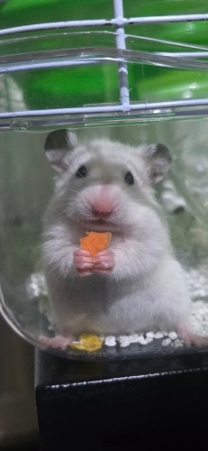 Yavru hamsterlar fotoğraf