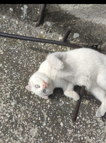 3-4 AYLIK SCOTTISH FOLD fotoğraf