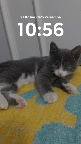 Geçici yuvasında sizi bekliyor fotoğraf