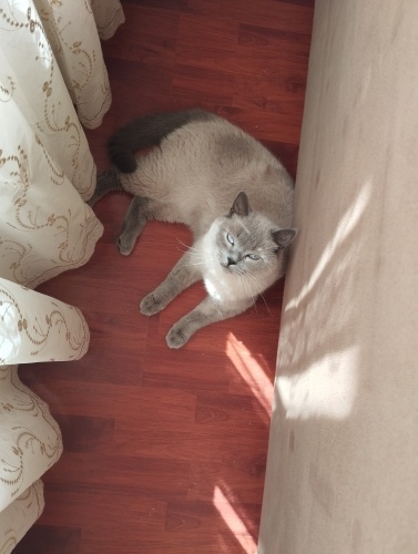 Kucaktan inmeyen yavrucağa yuva olur musunuz fotoğraf