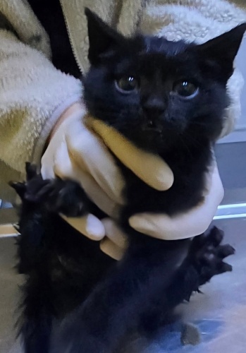 🩵🐾 5–6 haftalık, simsiyah dünya güzeli minik bebek 🩵 fotoğraf