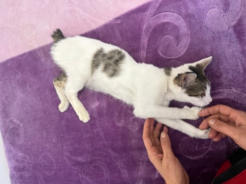 Kuyruğu kesilmiş sevgi dolu sıcak yuva aranıyor. fotoğraf