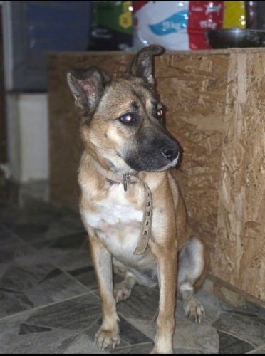 TASMAYA ALIŞIK, KISIR VE AŞILI fotoğraf