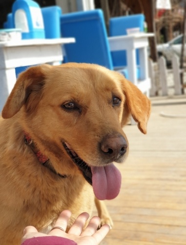 KOMUT ALIR, TASMAYA ALIŞIK, KISIR, ÇİPLİ fotoğraf