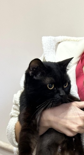 İZMİR ÜCRETSİZ SAHİPLENDİRME!! KLİNİKTE MELEĞİNİ BEKLİYOR fotoğraf