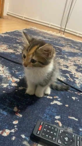 İZMİR MİNİ MINNAK TATLİŞ Mİ TATLİŞ PAMUK ŞEKERİ fotoğraf