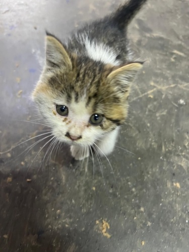 Marangozda güvende değil, ACİL YUVA fotoğraf