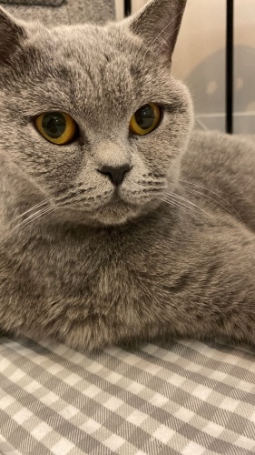 8-9 aylık ücretsiz sahiplendirilecek fotoğraf