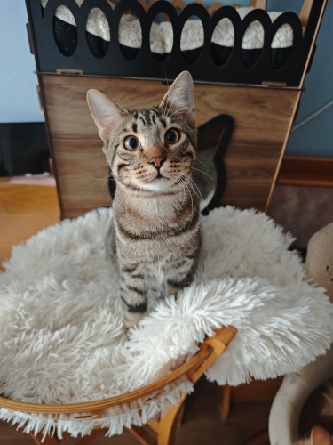 Bebekti ve kardeşiyle bir kutuya konup çöpe atıldı fotoğraf