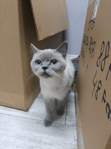 BLUE POİNT BRİTİSH SHORTHAİR KEDİ SOKAĞA ATILMIŞ YENI YUVA ARIYORUZ fotoğraf