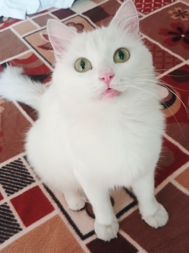 Meleğini arıyor fotoğraf