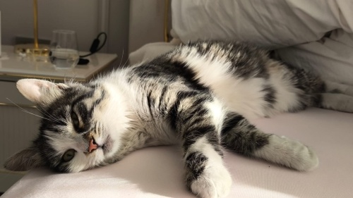 Sahipsiz kedimize sıcacık bir yuva arıyoruz fotoğraf