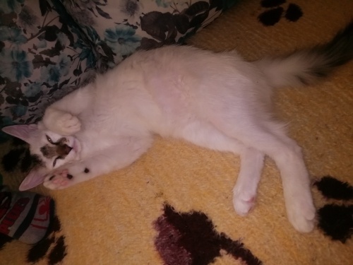 Basri sakın dışarıyı hiç bilmeyen evcil bir kedidir fotoğraf