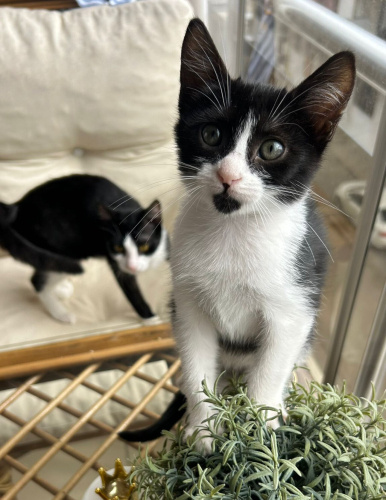 3 Aylık dünya tatlısı kızımızı sokaktan kurtardık huzurlu yuva arıyoruz.💕 fotoğraf