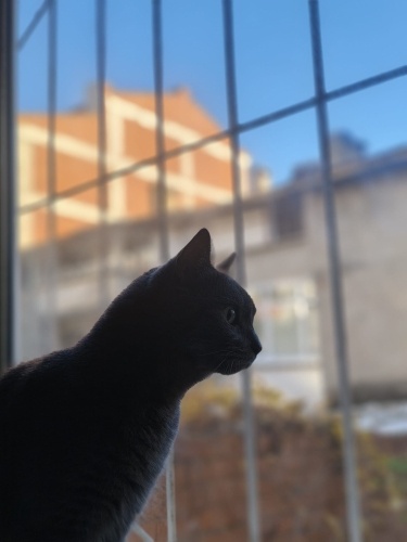 Ücretsiz mavi rus kedisi fotoğraf