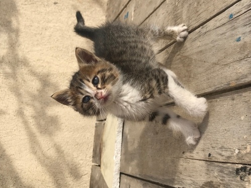 Öksüz 1 aylık yavru kedi fotoğraf