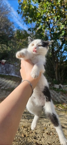 Dünyanın en tatlış kedisi tel:0545 806 86 49 fotoğraf