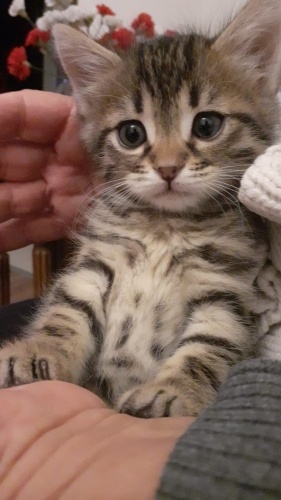 Yumuşacık tüylü, kucak delisi bir bebek fotoğraf