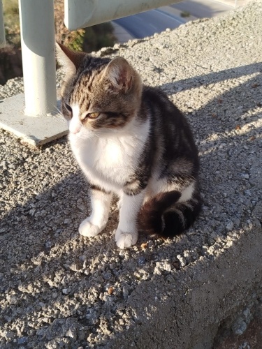 🐾 YUVASINI ARIYOR – 2-3 Aylık Güzeller Güzeli Kucak Delisi Dişi Yavru 🐾 fotoğraf